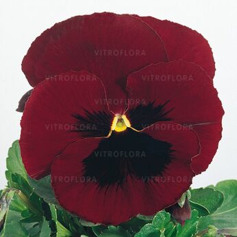 Inspire® Red Blotch