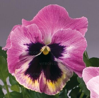 Inspire® Pink Shades
