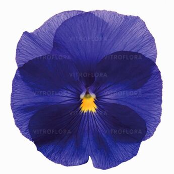 Inspire® True Blue