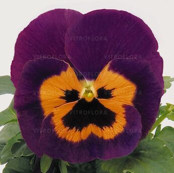 Inspire® Purple & Orange
