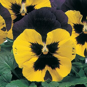 Inspire® Yellow Purple Wing