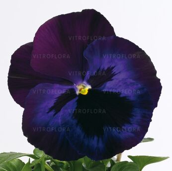 Inspire® Blue Velvet