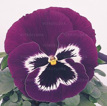 Inspire® Violet Face