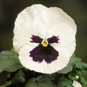 Select White Blotch