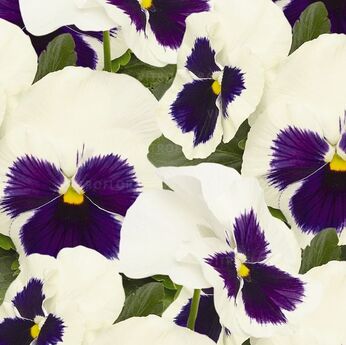 Inspire® White Blotch