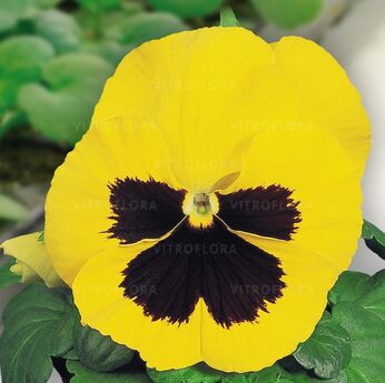 Select Yellow Blotch