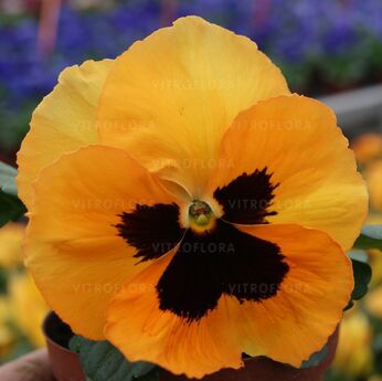 Inspire® Orange Blotch