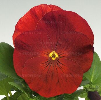 Inspire® Scarlet