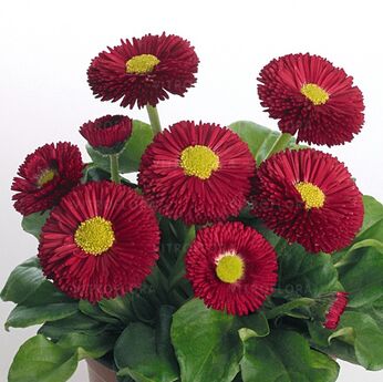 Speedstar® Plus Red