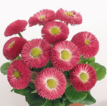 Speedstar® Rose