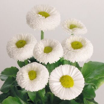 Speedstar® White
