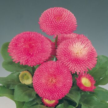 Tasso Pink
