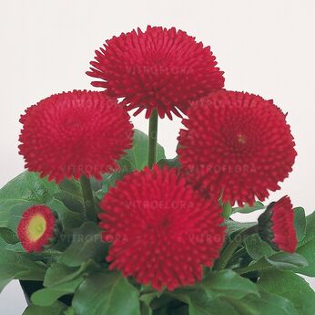 Tasso Red