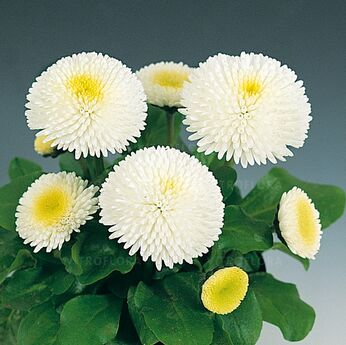 Tasso White