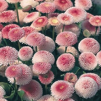 Tasso Strawberries & Cream