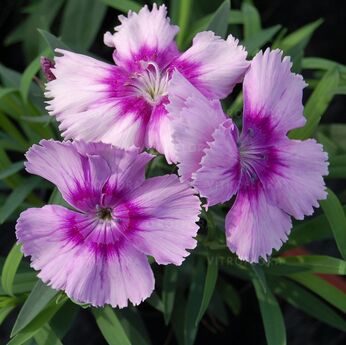 Diana Lavender Picotee