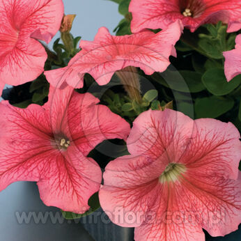 Limbo Red Veined