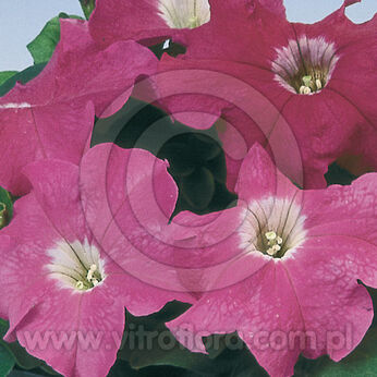 Limbo Rose