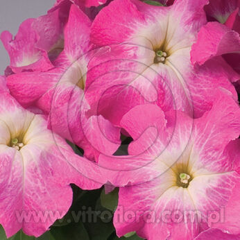 Limbo Rose Morn