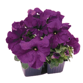 Limbo Rose Picotee