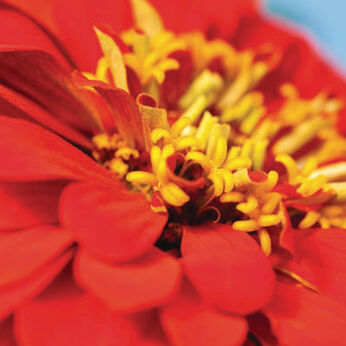 Magellan Scarlet