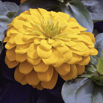 Magellan Yellow