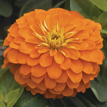 Magellan Orange