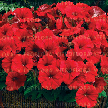 Picobella Red