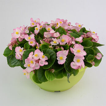 Premium Plus Appelblossom