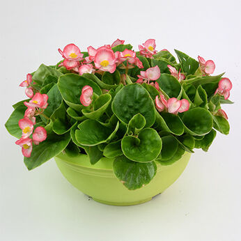 Premium Plus Rose Bicolor