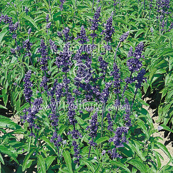 Victoria Blue