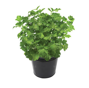 Plain Parsley