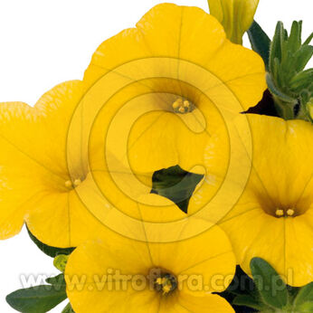 Aloha Kona Canary Yellow