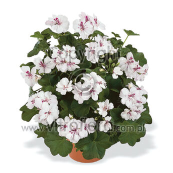 Great Balls of Fire™ White (Atlantic)