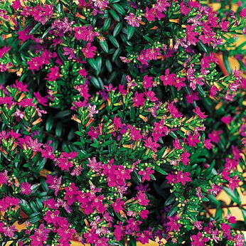 Cuphea Lilac