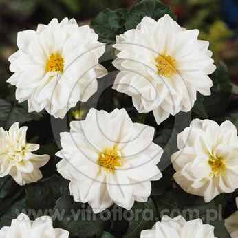 Dahlietta Select WHITNEY (White)