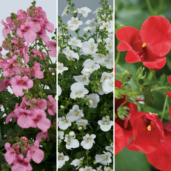 FloraSet Diascia