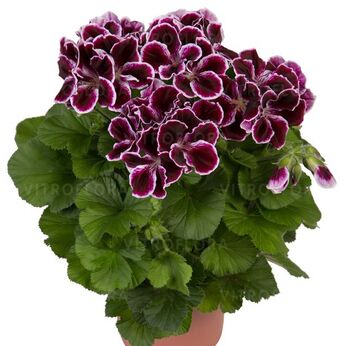 Elegance Imperial
