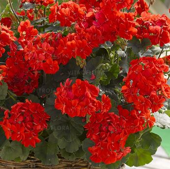 Extreme True Dark Red