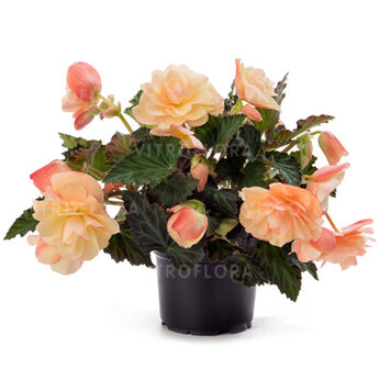 Fragrant Falls® Peach