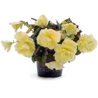 Fragrant Falls® Lemon