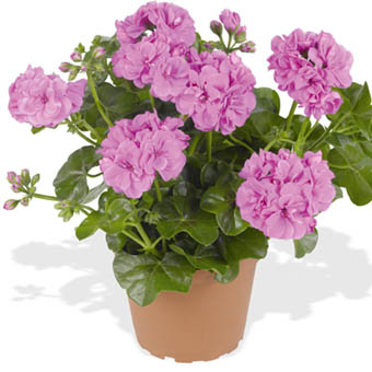 Great Balls of Fire™ Lavender 2024