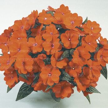 Harmony Orange Blaze