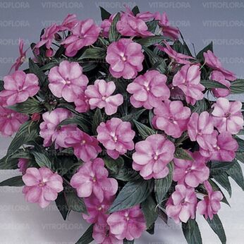 Harmony Pink Cream