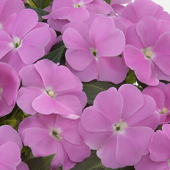 Harmony Dark Lavender