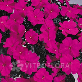 Harmony Violet