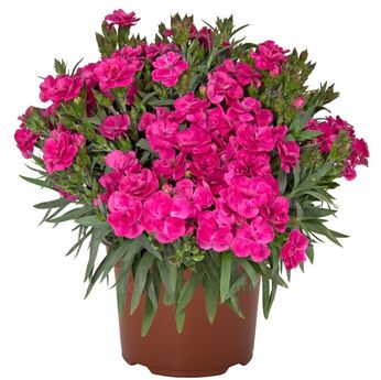 Peman Fancy Cerise
