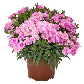 Peman Fancy Lilac