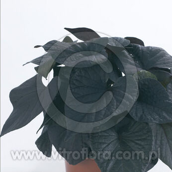 Black Tone