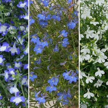 FloraSet Lobelia Anabel 2025